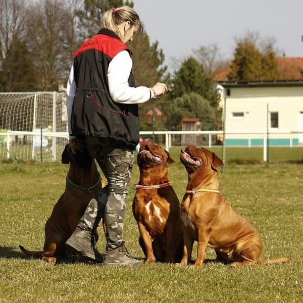 curso-presencial-curso-de-adiestramiento-de-perros